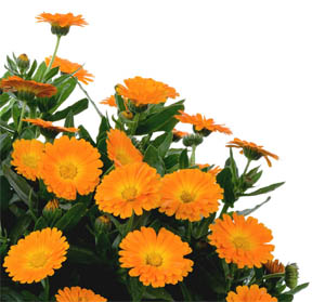 Calendula Cheer Orange